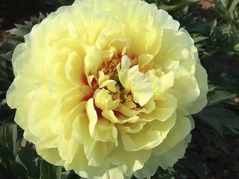 巴茨拉 中早熟 花徑極大 五香